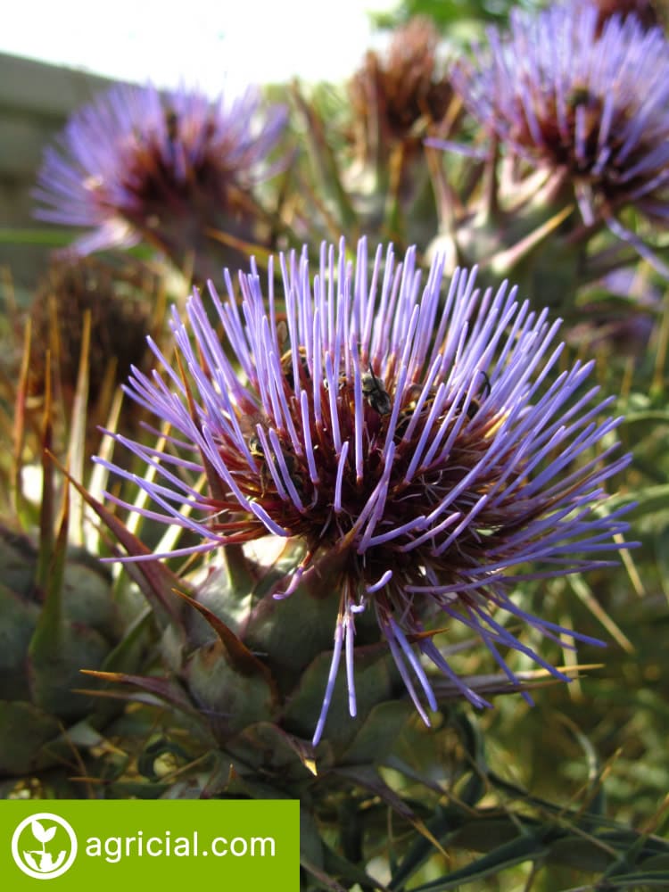Artichoke Flowers